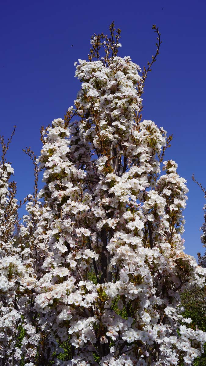 Prunus serrulata 'Amanogawa' haagplant bloesem