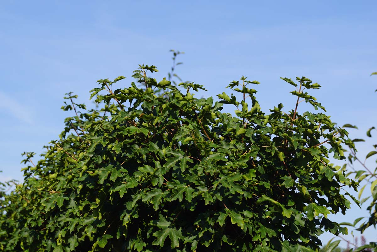 Acer campestre 'Nanum' solitair