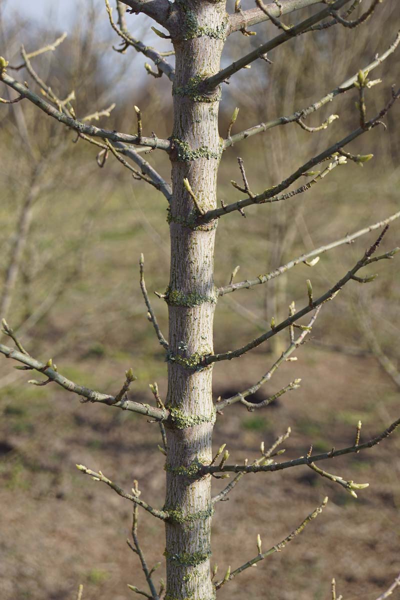 Acer negundo 'Flamingo' solitair stam