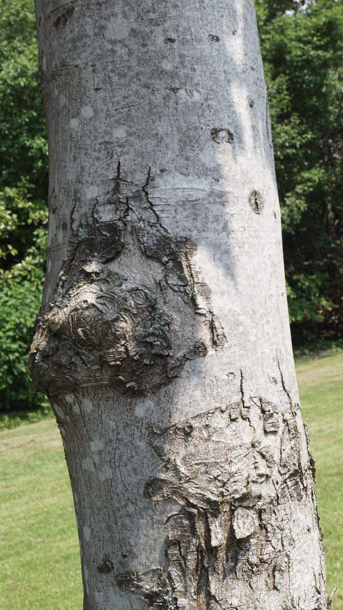 Acer freemanii meerstammig / struik