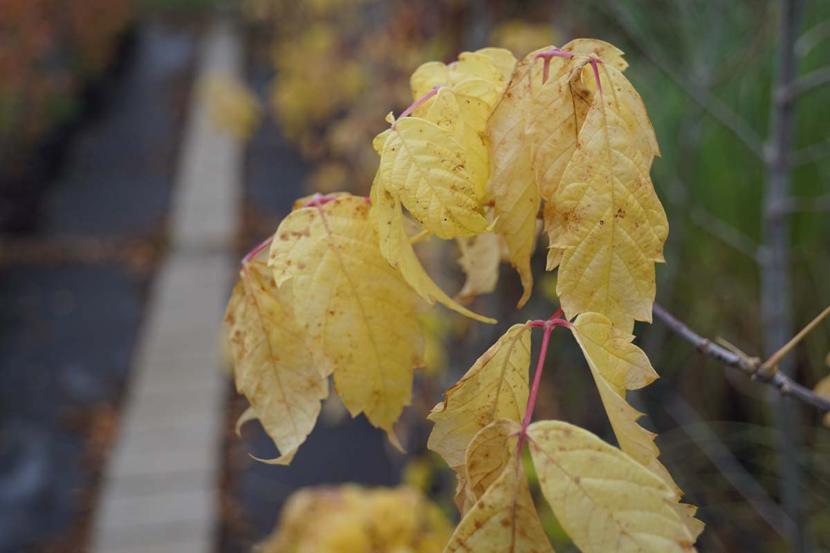 Acer negundo meerstammig / struik herfstkleur