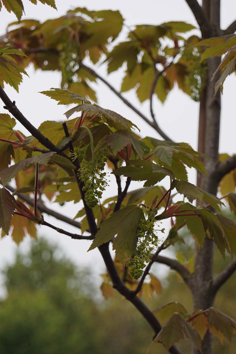 Acer palmatum 'Purpureum' Tuinplanten