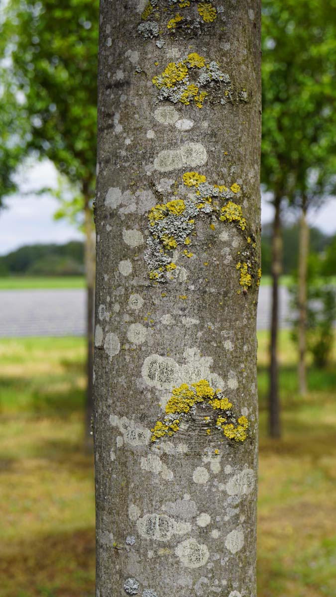 Acer platanoides 'Columnare' Tuinplanten bast