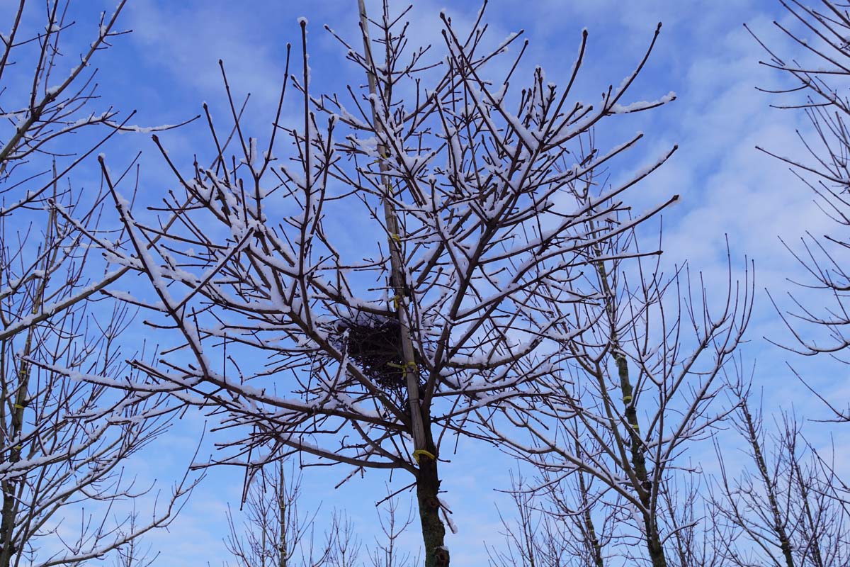 Acer platanoides 'Emerald Queen' op stam winter