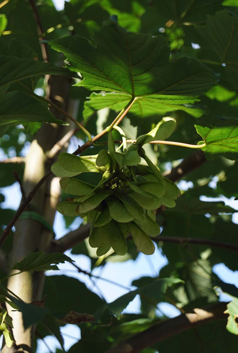 Acer pseudoplatanus 'Negenia' op stam zaaddoos