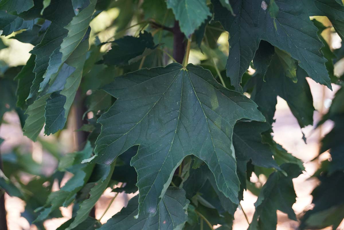 Acer pseudoplatanus 'Wilhelmina' meerstammig / struik