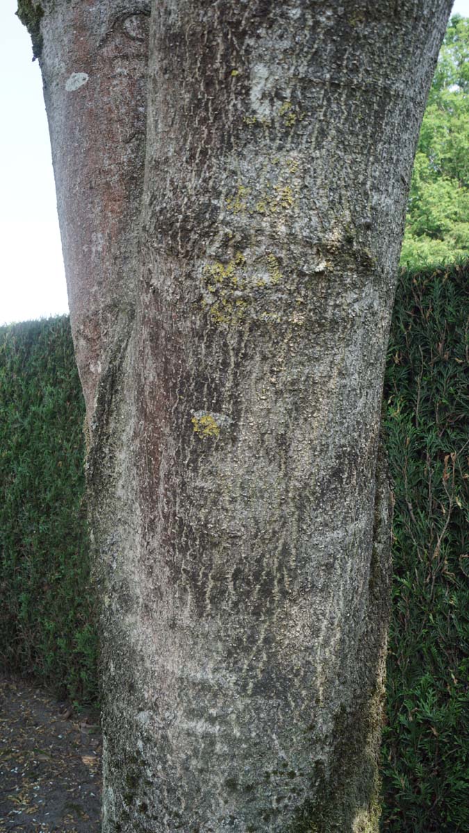 Aesculus flava op stam stam