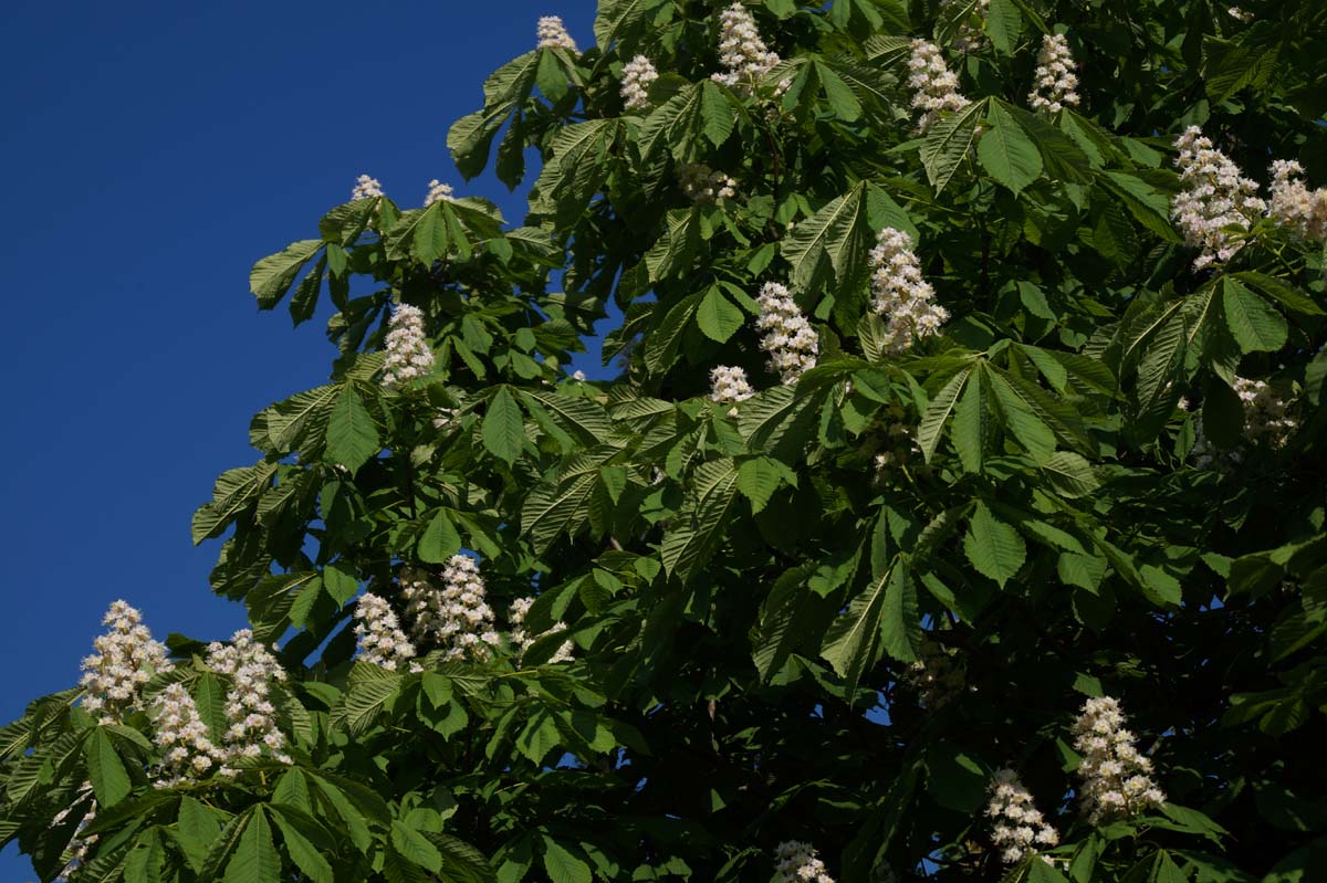 Aesculus hippocastanum op stam