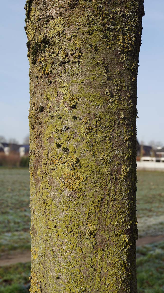 Aesculus hippocastanum 'Pyramidalis' op stam