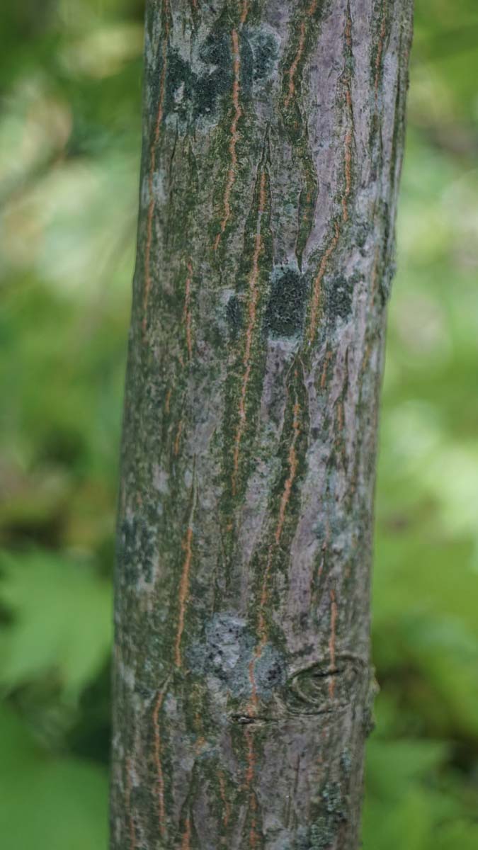 Acer shirasawanum 'Aureum' bast