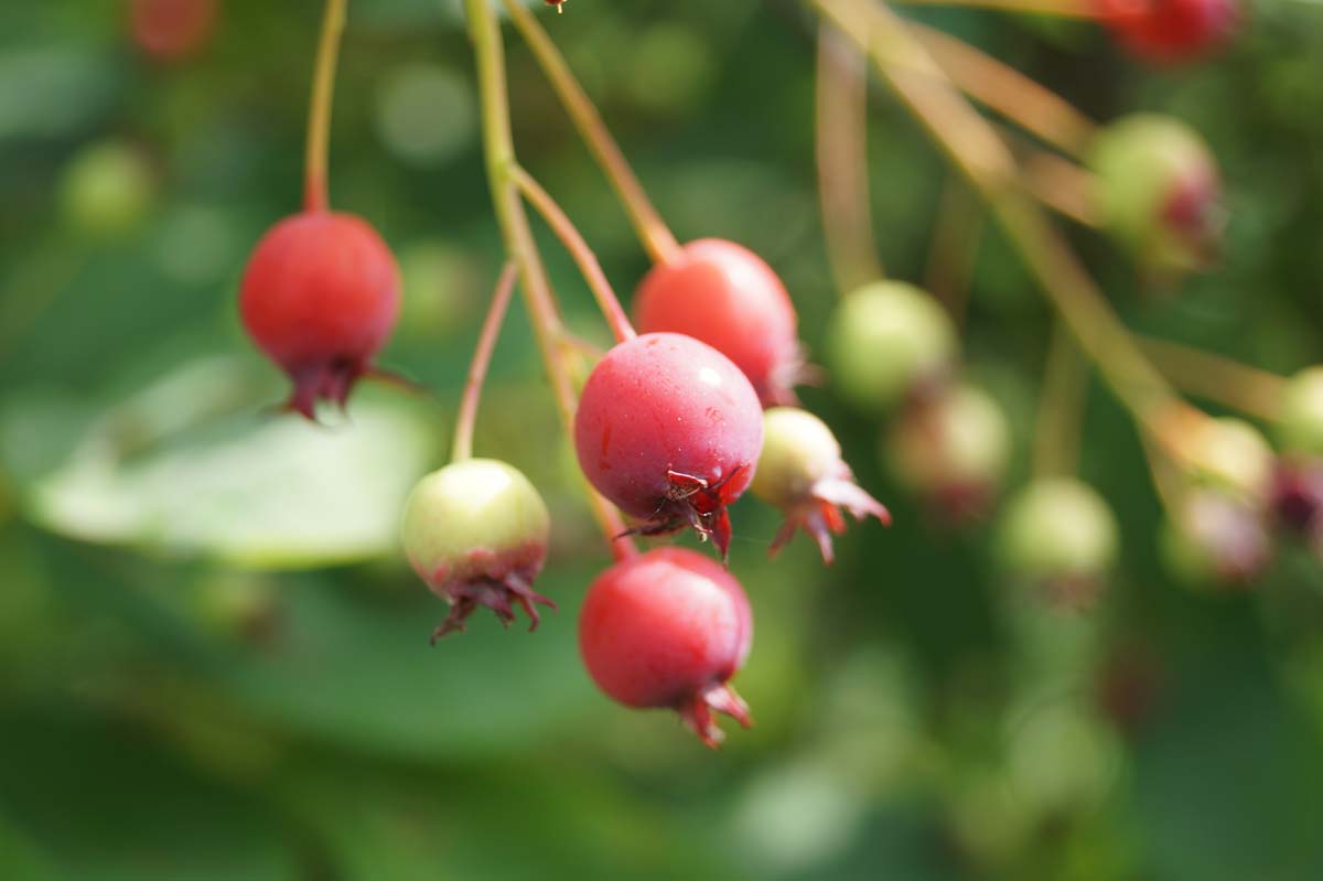 Amelanchier lamarckii op stam