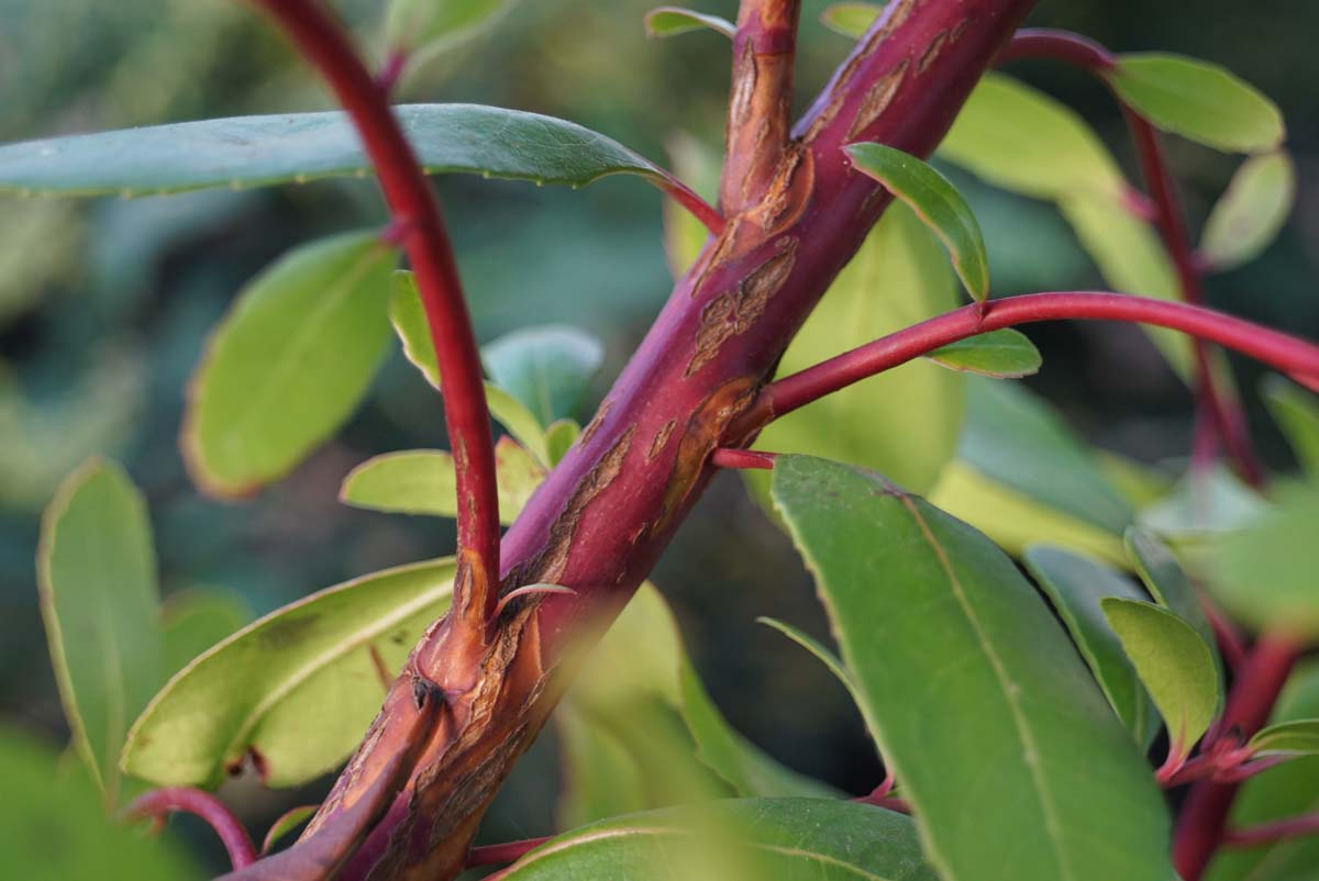 Arbutus unedo op stam bast