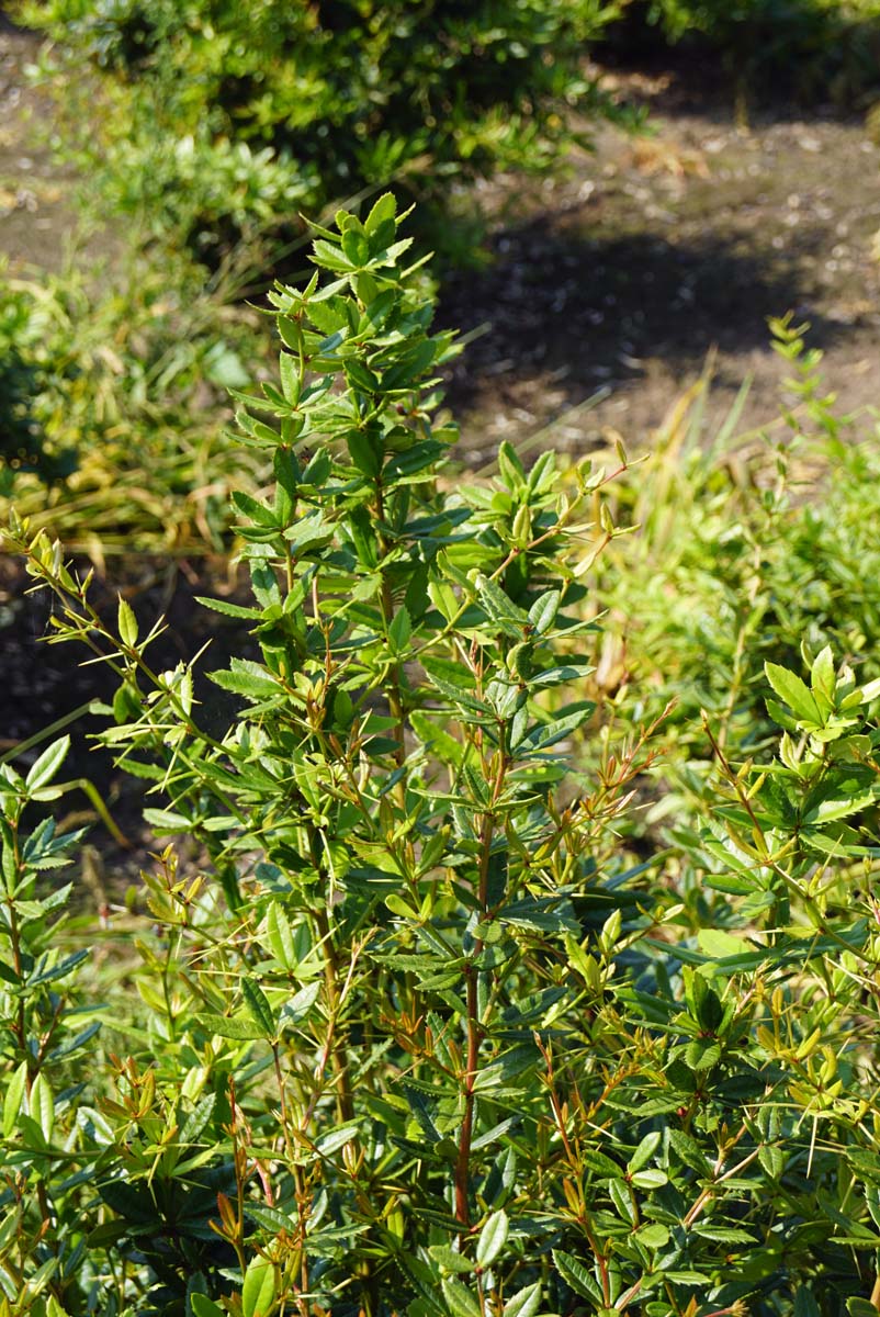 Berberis frikartii 'Amstelveen' meerstammig / struik