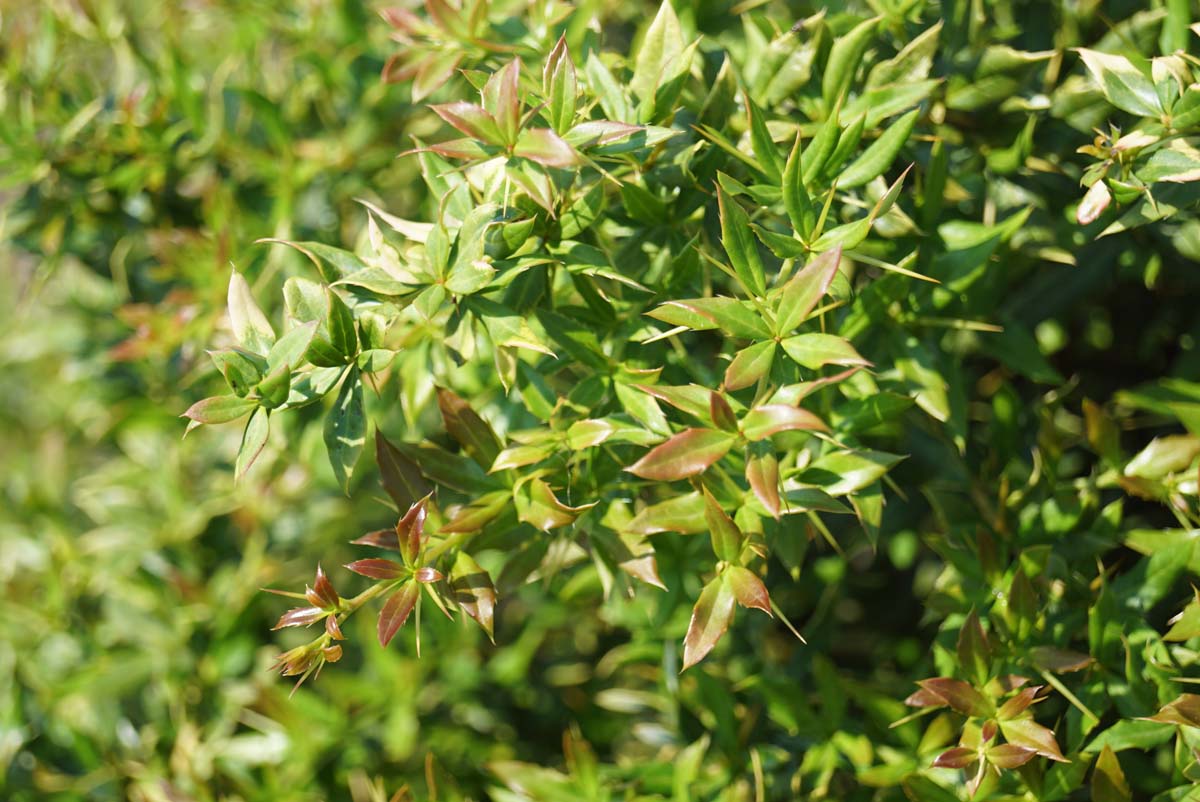 Berberis hybrido-gagnepainii 'Chenaultii' Tuinplanten