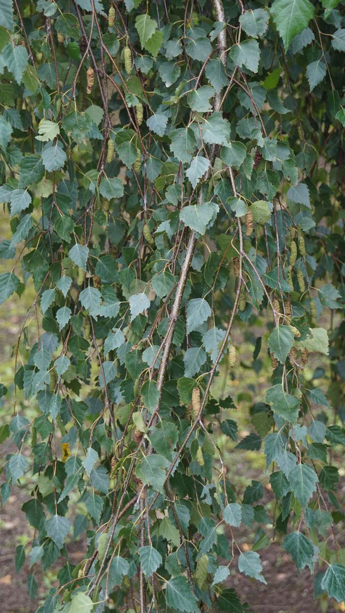 Betula utilis 'Fascination' Tuinplanten
