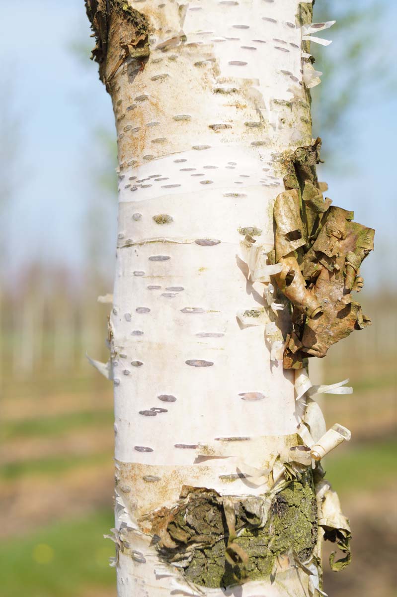 Betula ermanii 'Holland' op stam