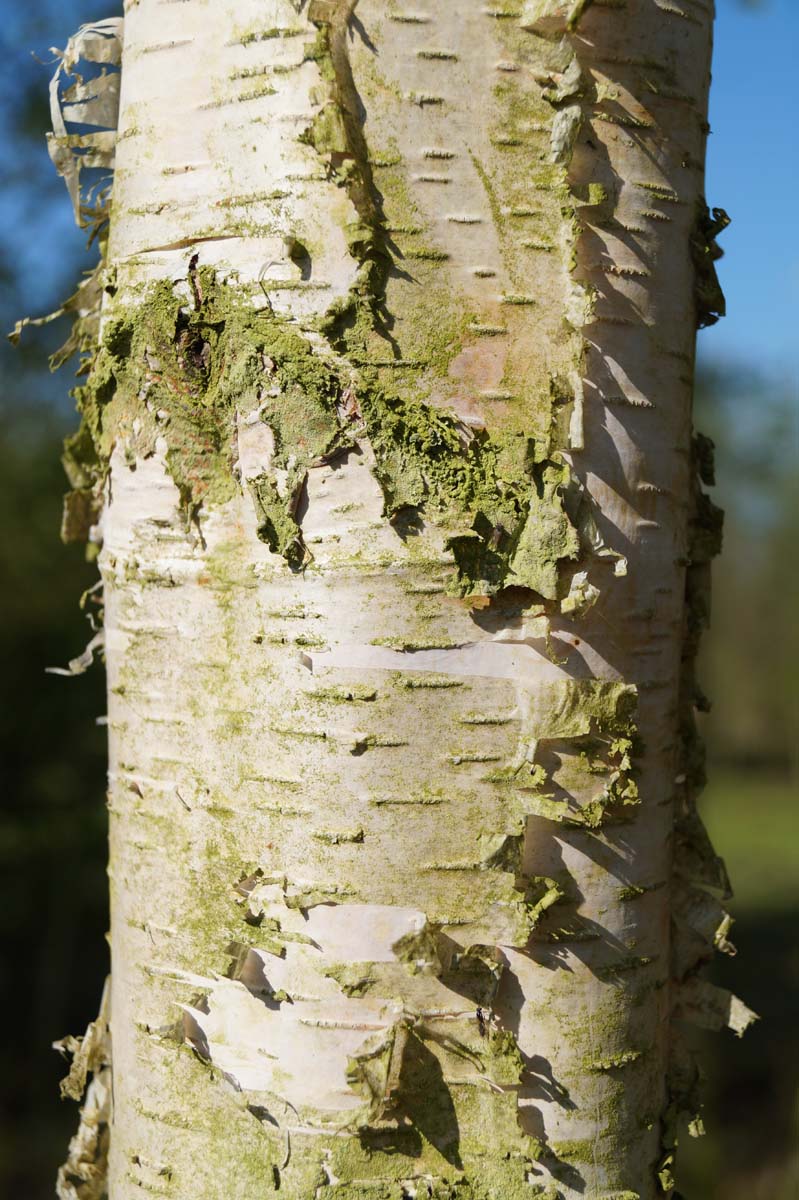 Betula pendula haagplant stam