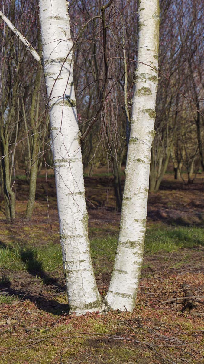 Betula pendula 'Tristis' meerstammig / struik