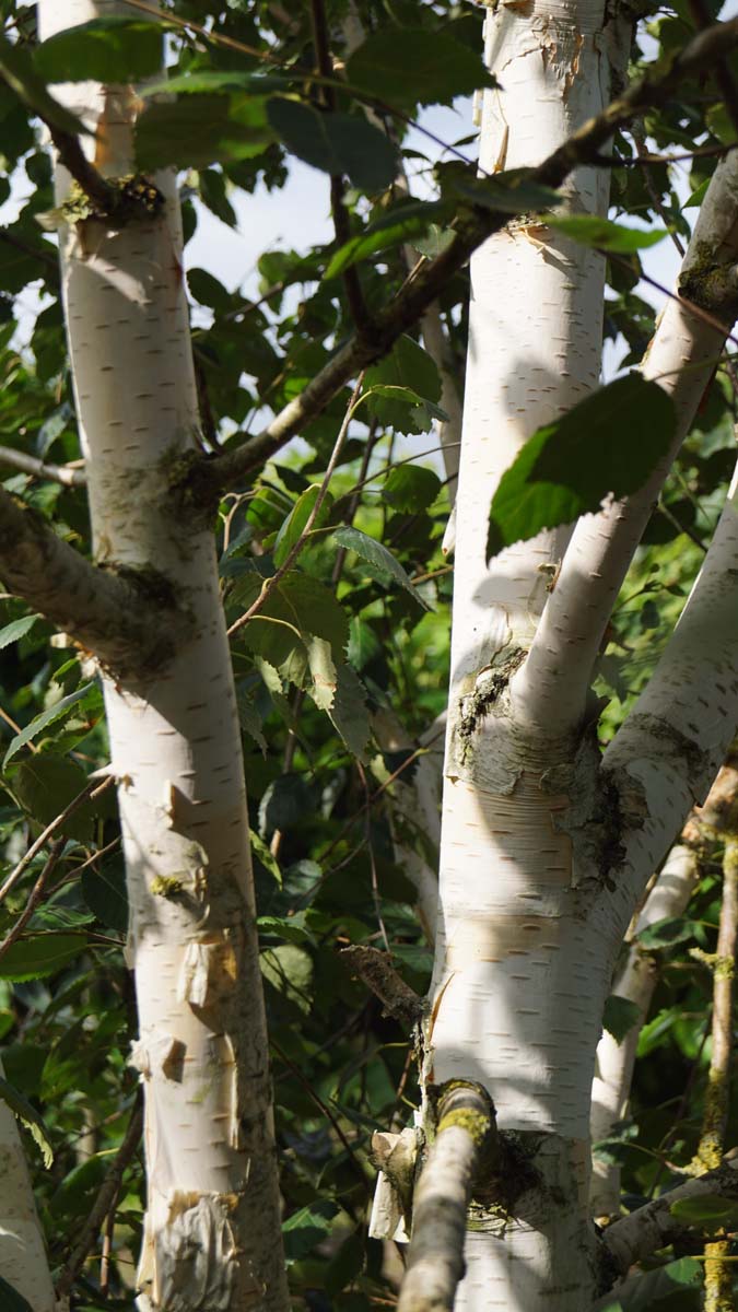 Betula utilis 'Doorenbos' solitair