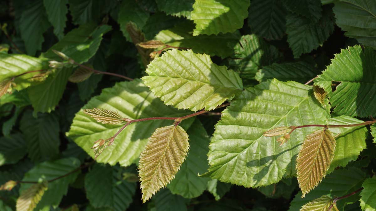 Carpinus betulus leiboom blad