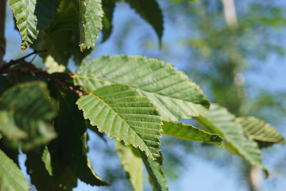 Carpinus betulus 'Pendula' op stam