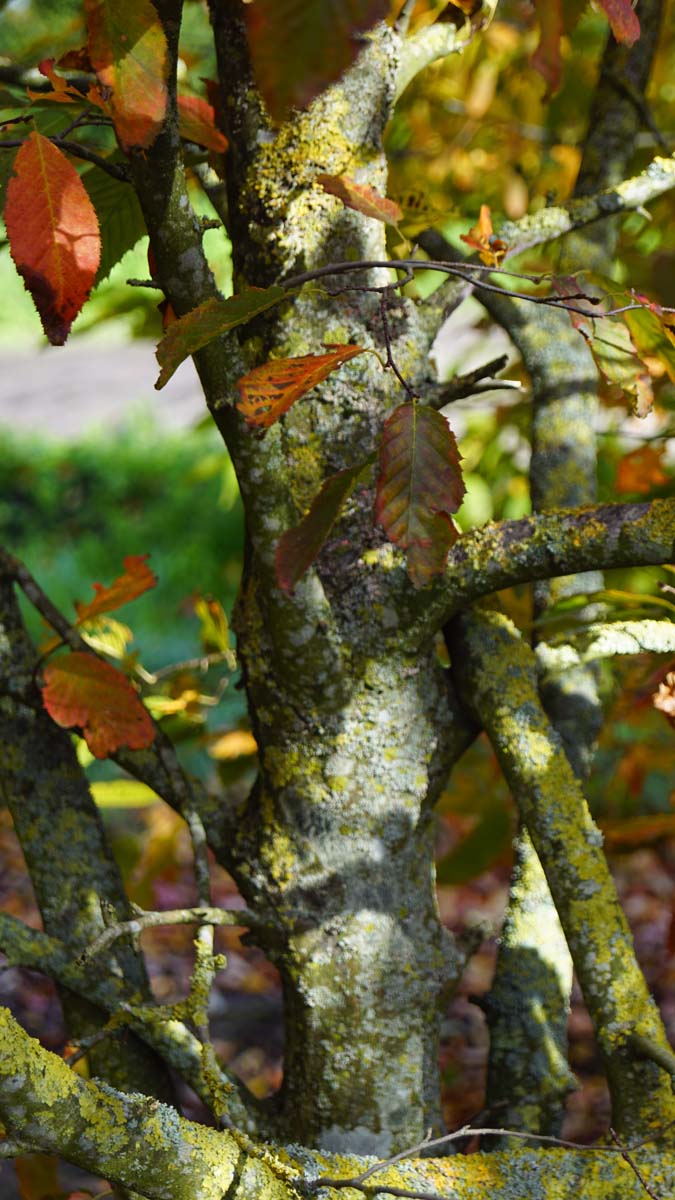 Carpinus cordata solitair