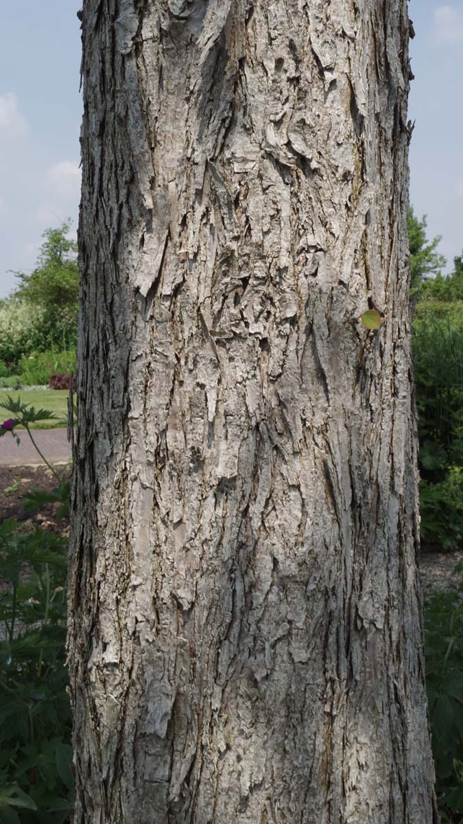 Cercidiphyllum japonicum haagplant bast