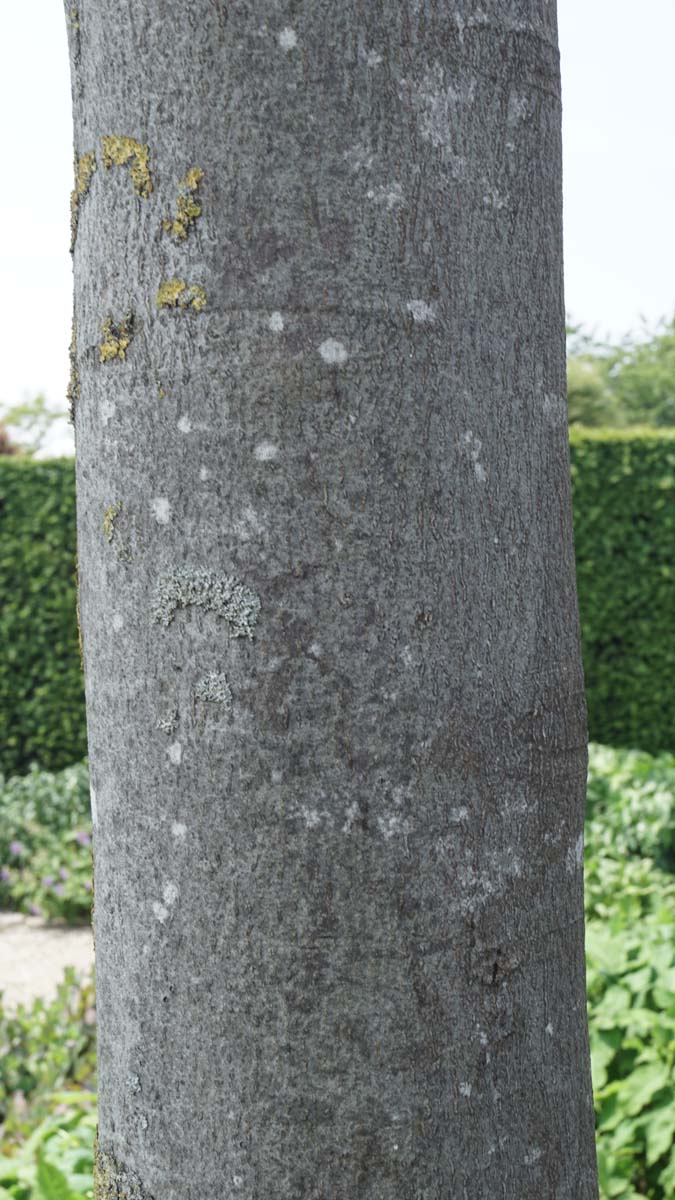 Cladrastis kentukea haagplant bast