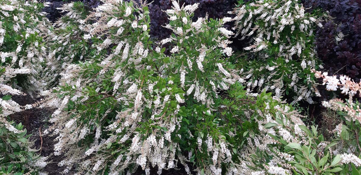 Clethra alnifolia 'Pink Spire' Tuinplanten bloesem