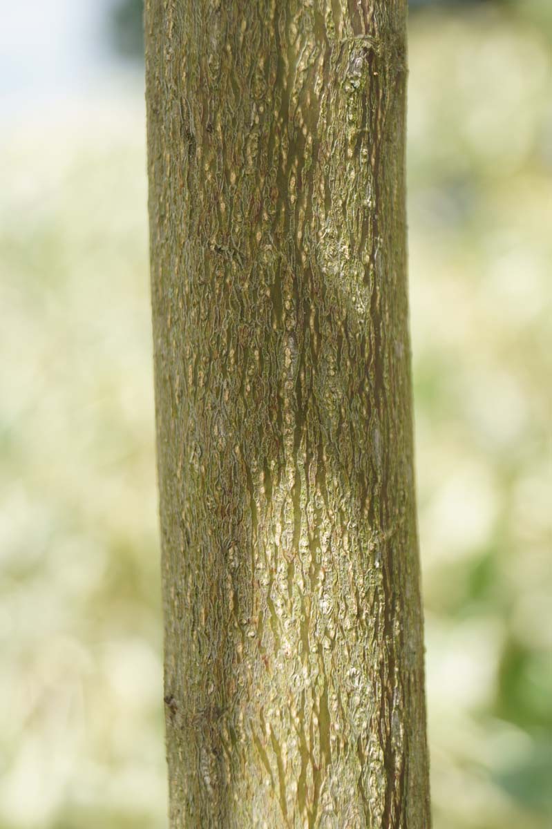Cornus controversa 'Variegata' Tuinplanten bast