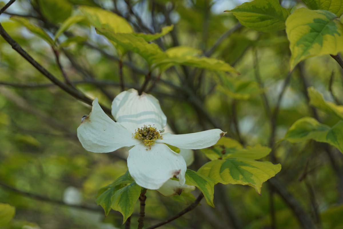 Cornus florida 'Sunset'