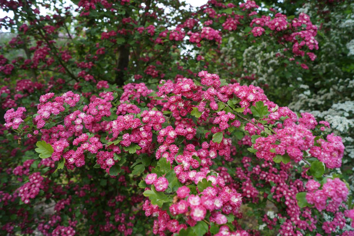 Crataegus media 'Paul's Scarlet' solitair