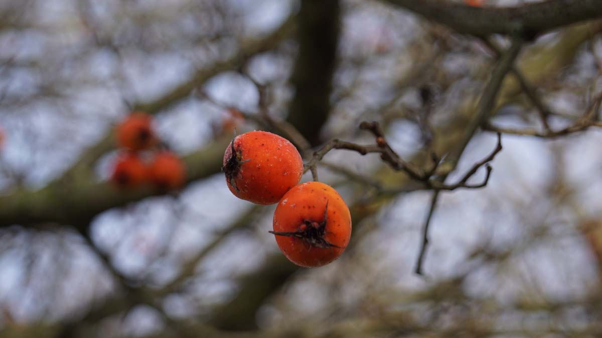 Crataegus lavalleei meerstammig / struik
