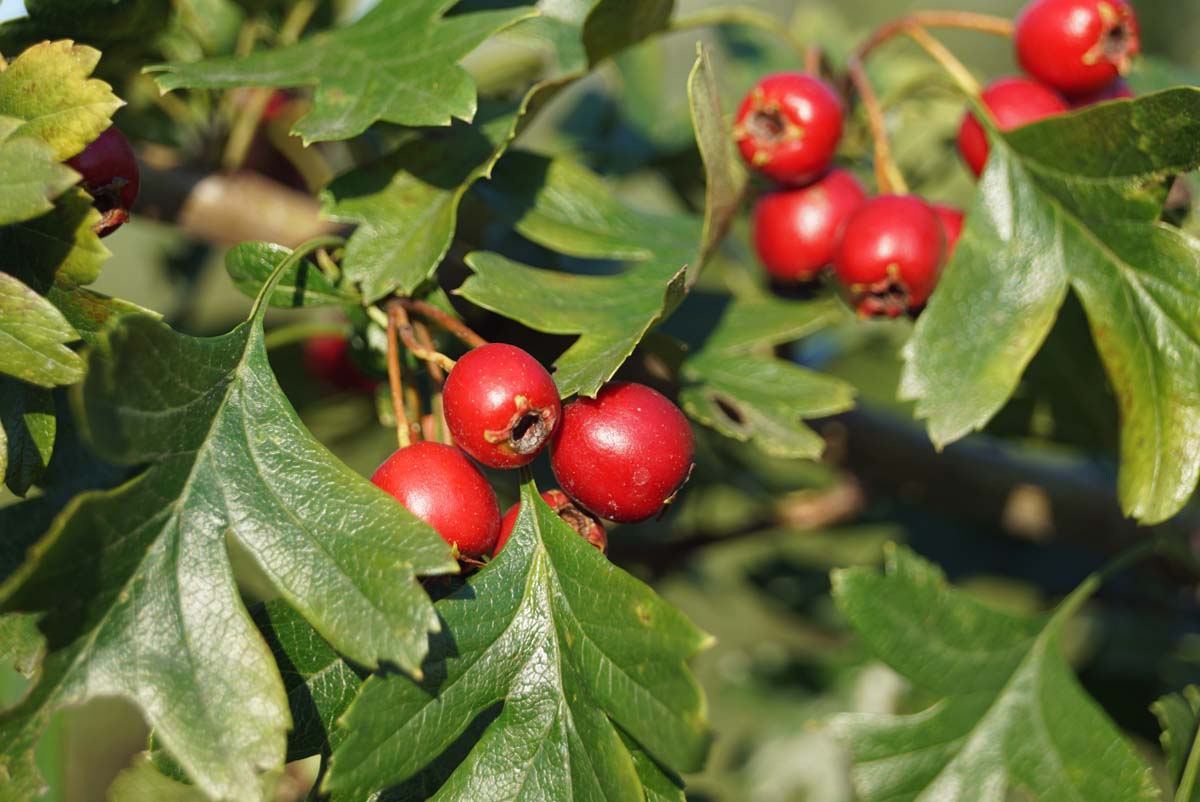 Meidoorn, Crataegus monogyna, laevigata, geneeskracht, magie