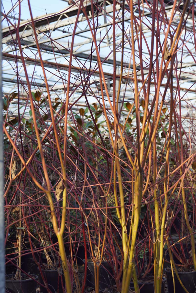 Cornus sericea 'Cardinal' Tuinplanten