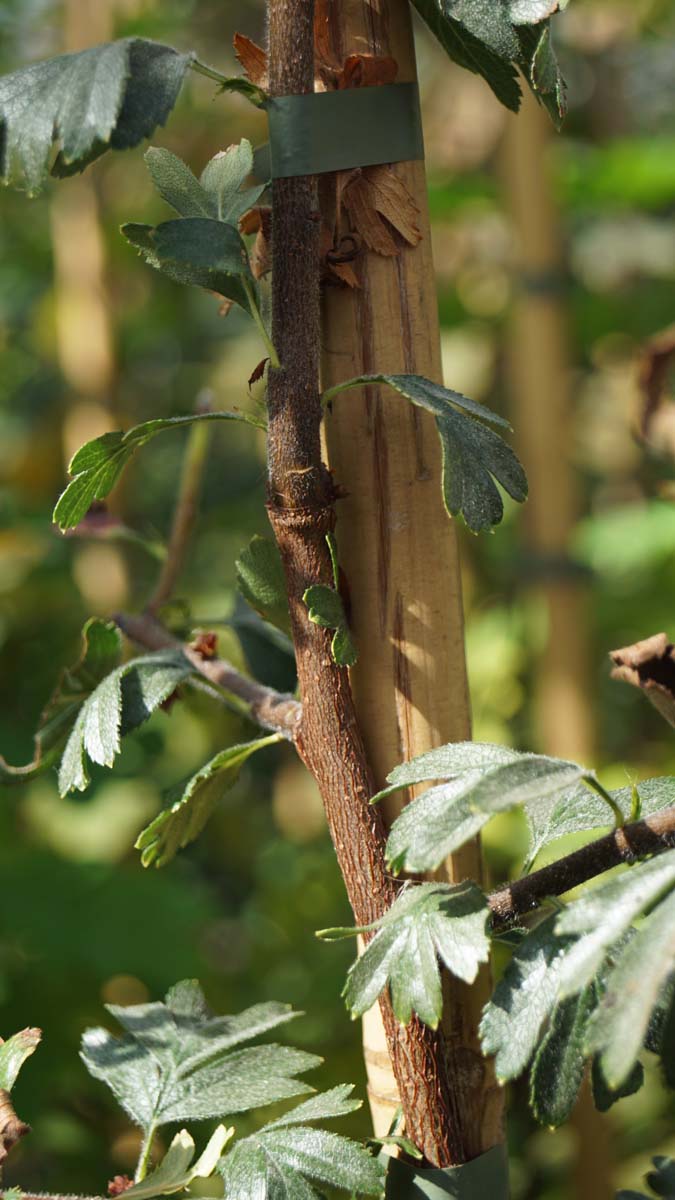 Crataegus orientalis op stam