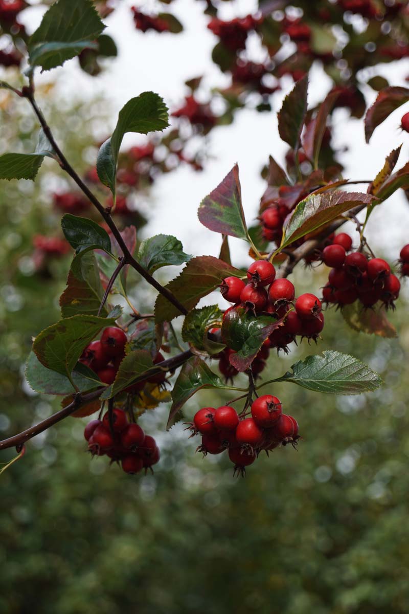 Crataegus persimilis 'Splendens' op stam blad