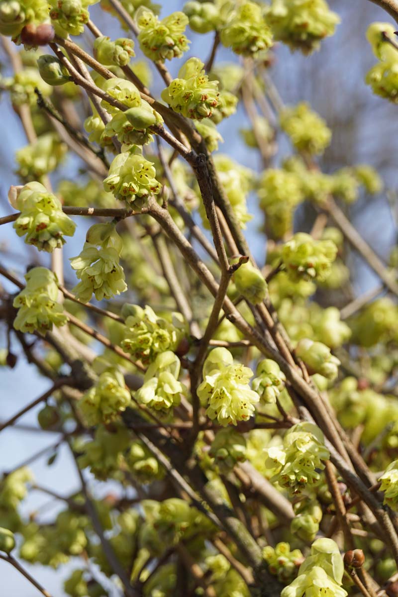 Corylopsis sinensis meerstammig / struik
