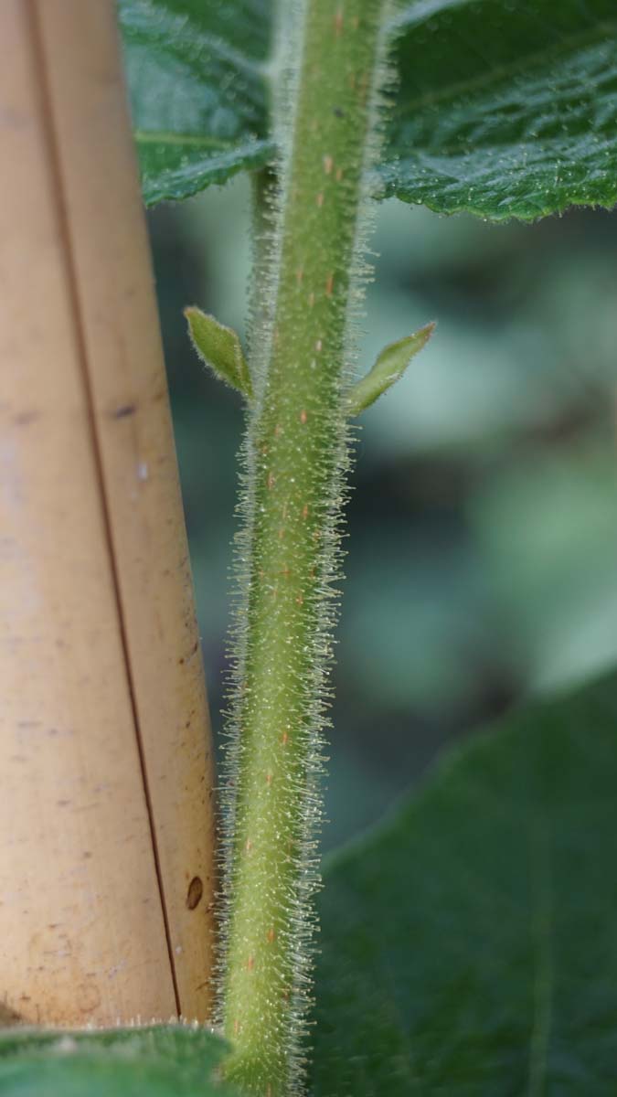 Corylus chinensis op stam