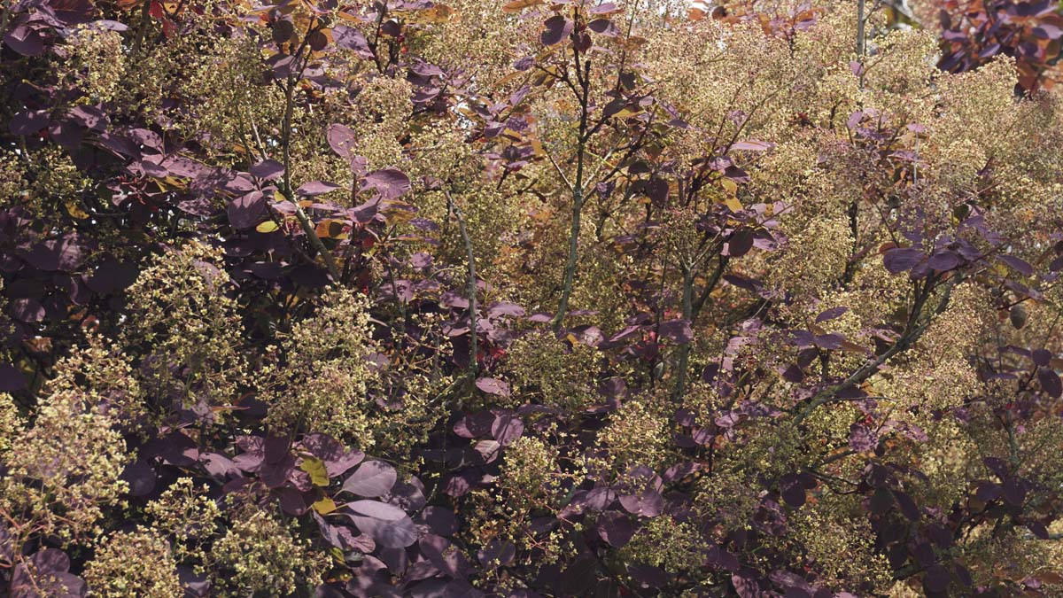 Cotinus coggygria 'Royal Purple' meerstammig / struik
