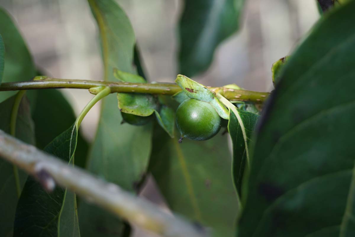 Diospyros lotus op stam vrucht