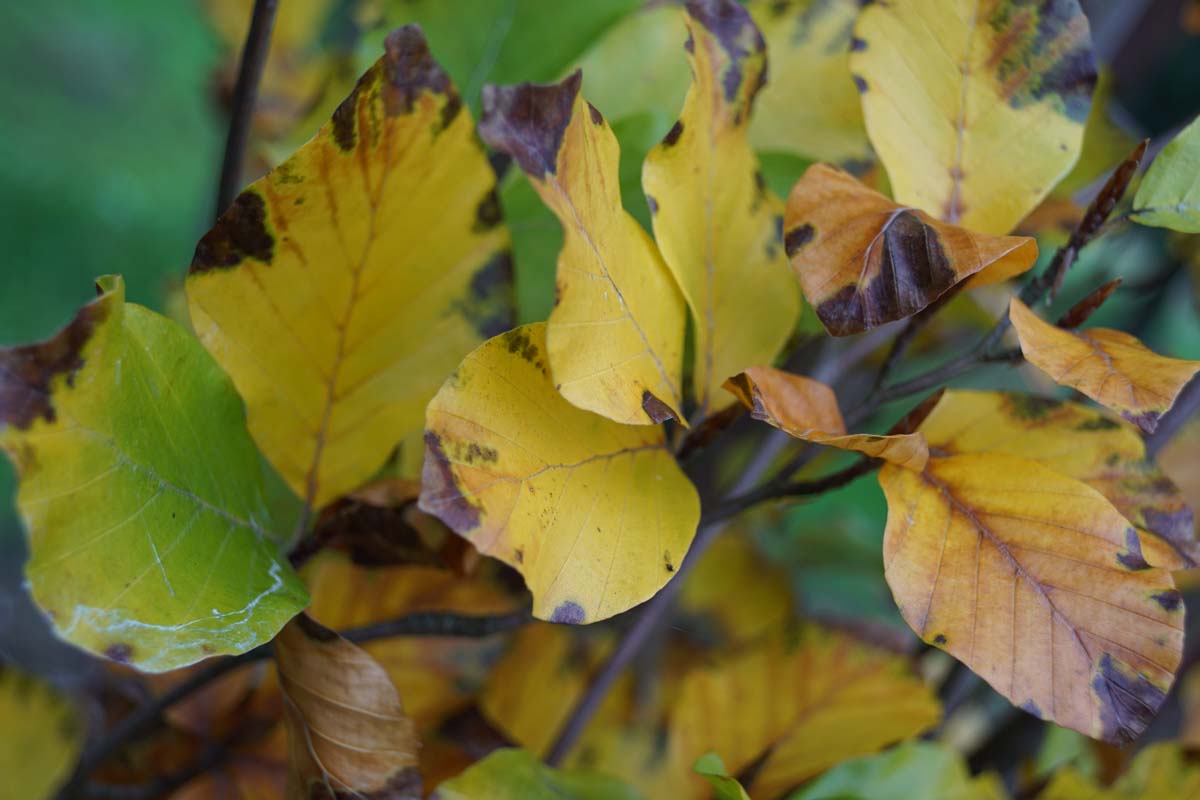 Fagus sylvatica 'Dawyck' meerstammig / struik herfstkleur