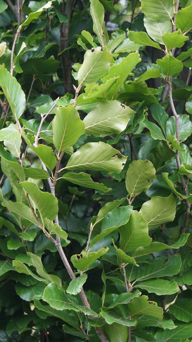 Fagus sylvatica 'Dawyck Gold' solitair