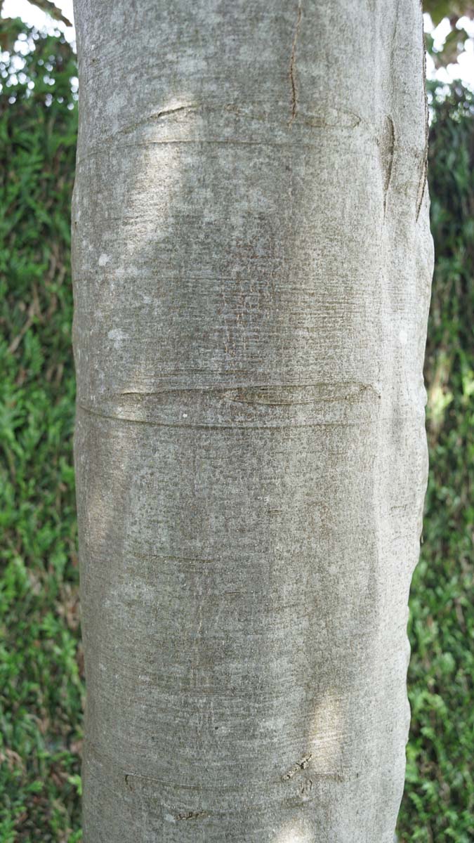 Fagus sylvatica 'Rohan Weeping' op stam