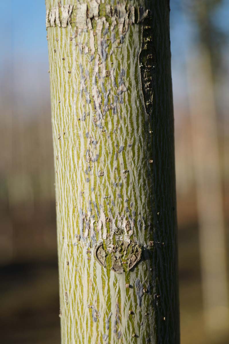 Firmiana simplex op stam