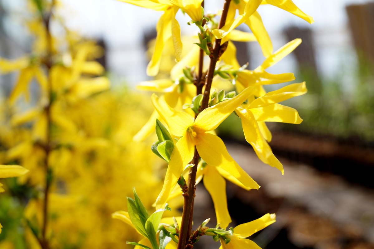 Forsythia intermedia 'Lynwood' haagplant bloem