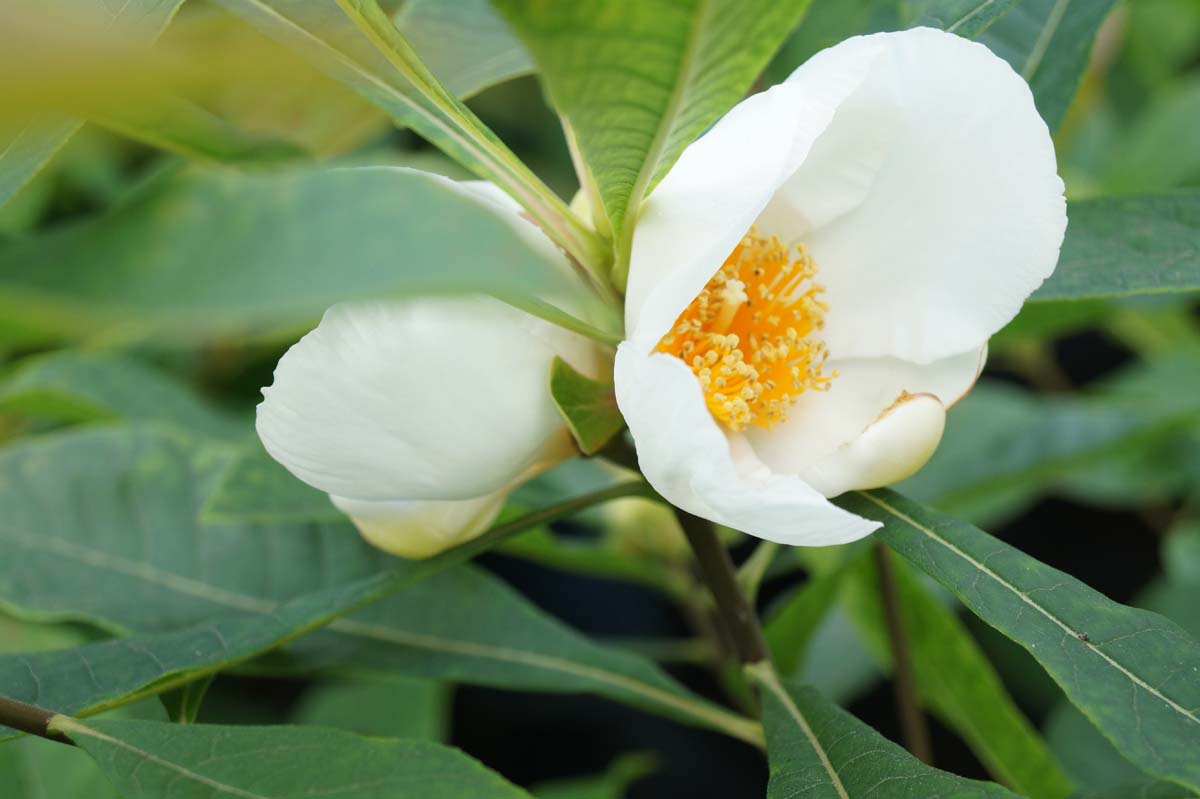 Franklinia alatamaha Tuinplanten