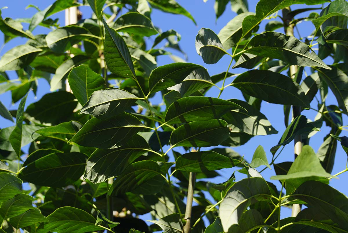 Fraxinus americana microcarpa op stam