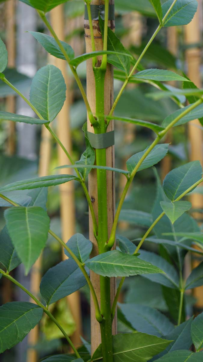Fraxinus angustifolia 'Raywood' Tuinplanten blad