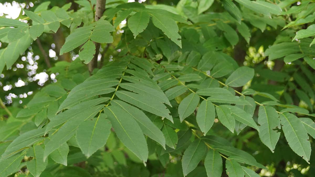 Fraxinus excelsior Tuinplanten blad
